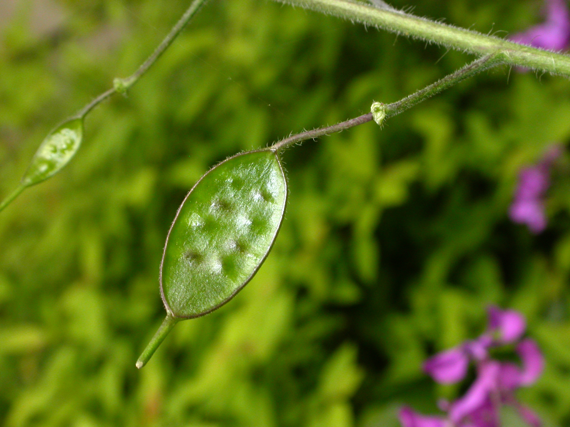 Brassicaceae Lunaria annua