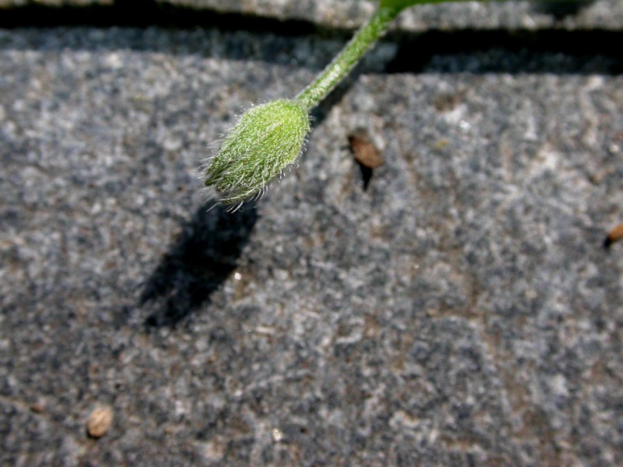 Boraginaceae Myosotis sylvatica