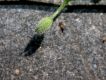 image of Myosotis sylvatica