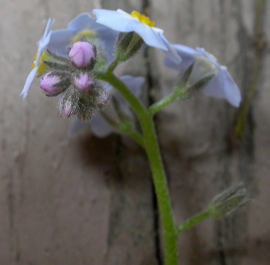 Boraginaceae Myosotis sylvatica