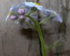 image of Myosotis sylvatica