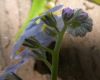 image of Myosotis sylvatica