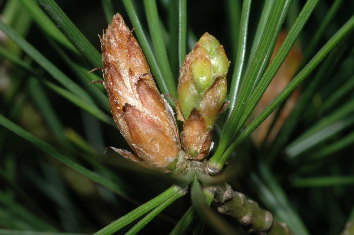 Pinaceae Pinus bungeana