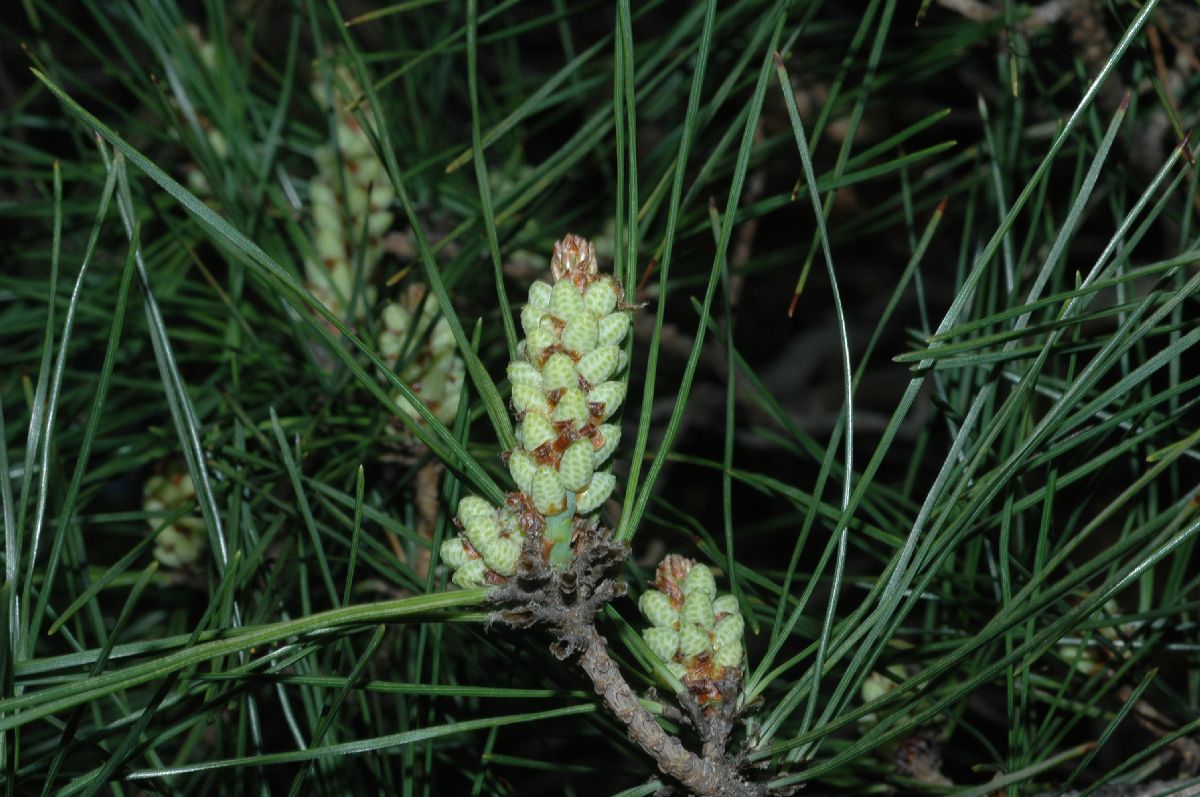 Pinaceae Pinus densiflora