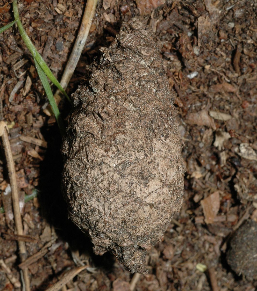 Pinaceae Pinus densiflora