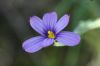 image of Sisyrinchium bellum
