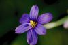 image of Sisyrinchium bellum