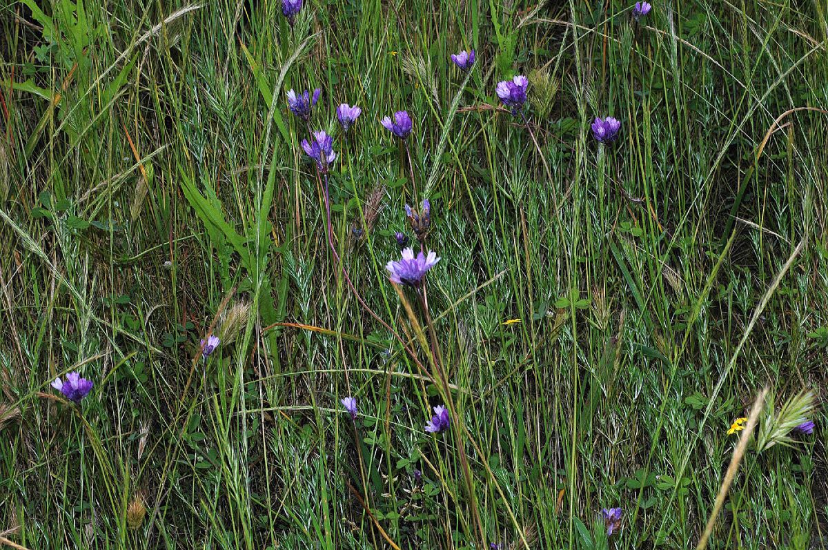 Themidaceae Dichelostema lacunosum