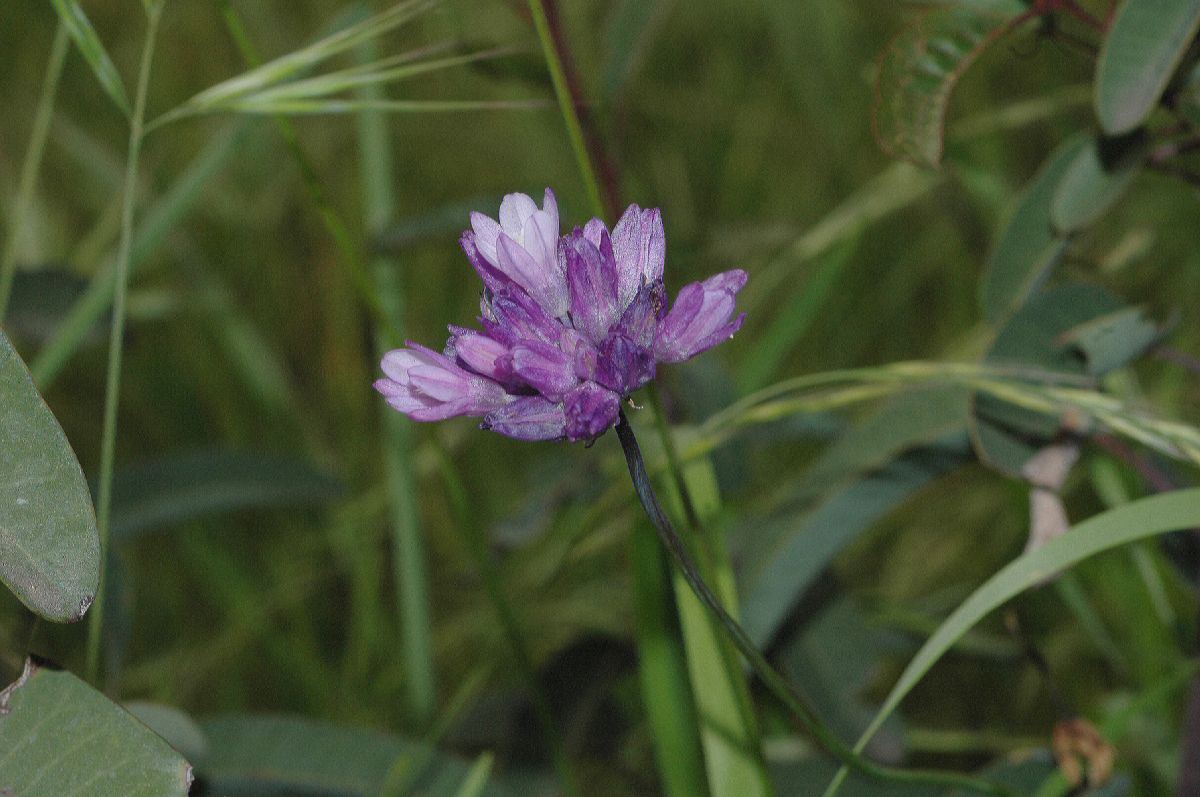 Themidaceae Dichelostema lacunosum