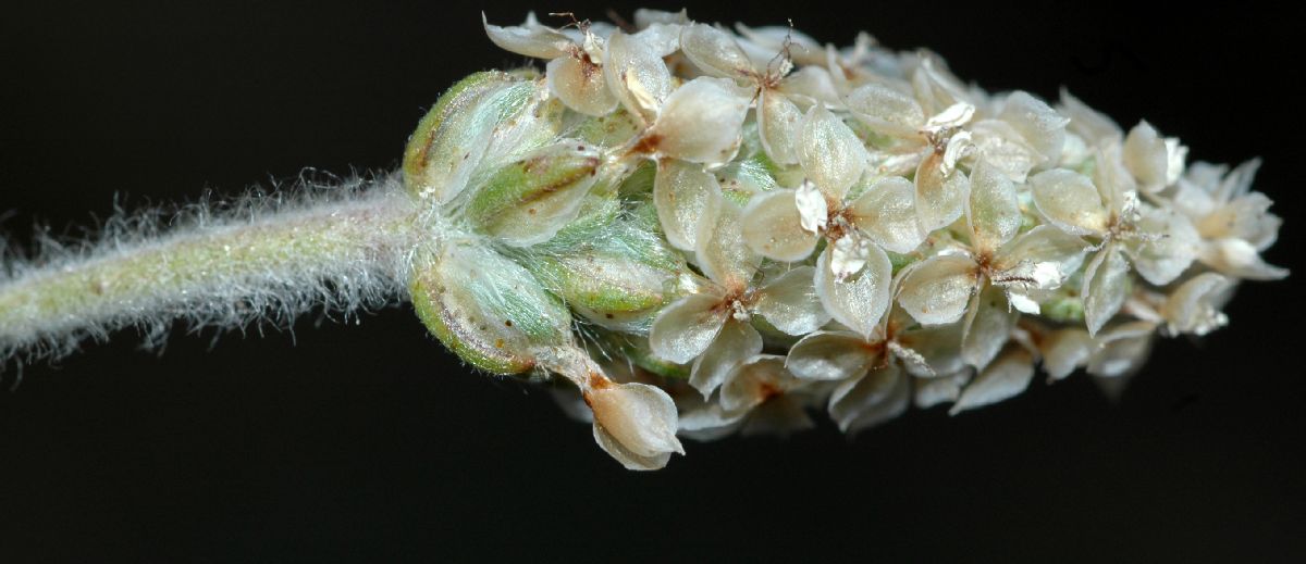 Plantaginaceae Plantago ovata