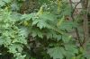 image of Hydrangea quercifolia
