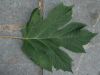 image of Hydrangea quercifolia