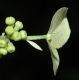 image of Hydrangea quercifolia