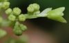 image of Hydrangea quercifolia