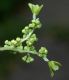 image of Hydrangea quercifolia