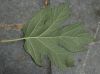image of Hydrangea quercifolia