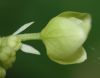 image of Hydrangea quercifolia