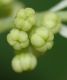 image of Hydrangea quercifolia