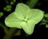 image of Hydrangea quercifolia