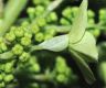 image of Hydrangea quercifolia