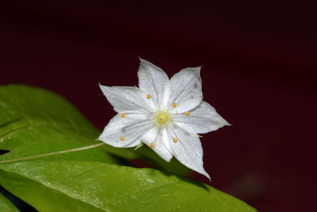 Primulaceae Trientalis borealis