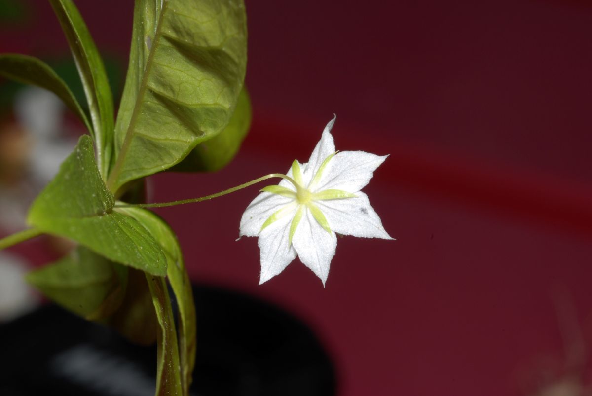 Primulaceae Trientalis borealis