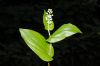 image of Maianthemum canadense