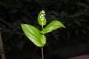 image of Maianthemum canadense