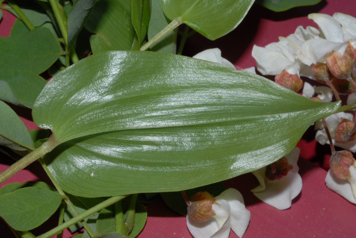 Asparagaceae Maianthemum canadense