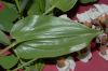 image of Maianthemum canadense