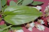 image of Maianthemum canadense