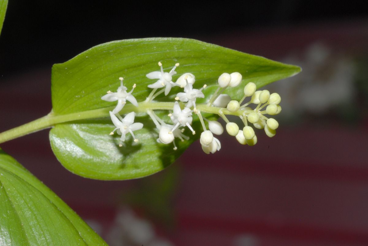 Asparagaceae Maianthemum canadense