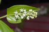 image of Maianthemum canadense