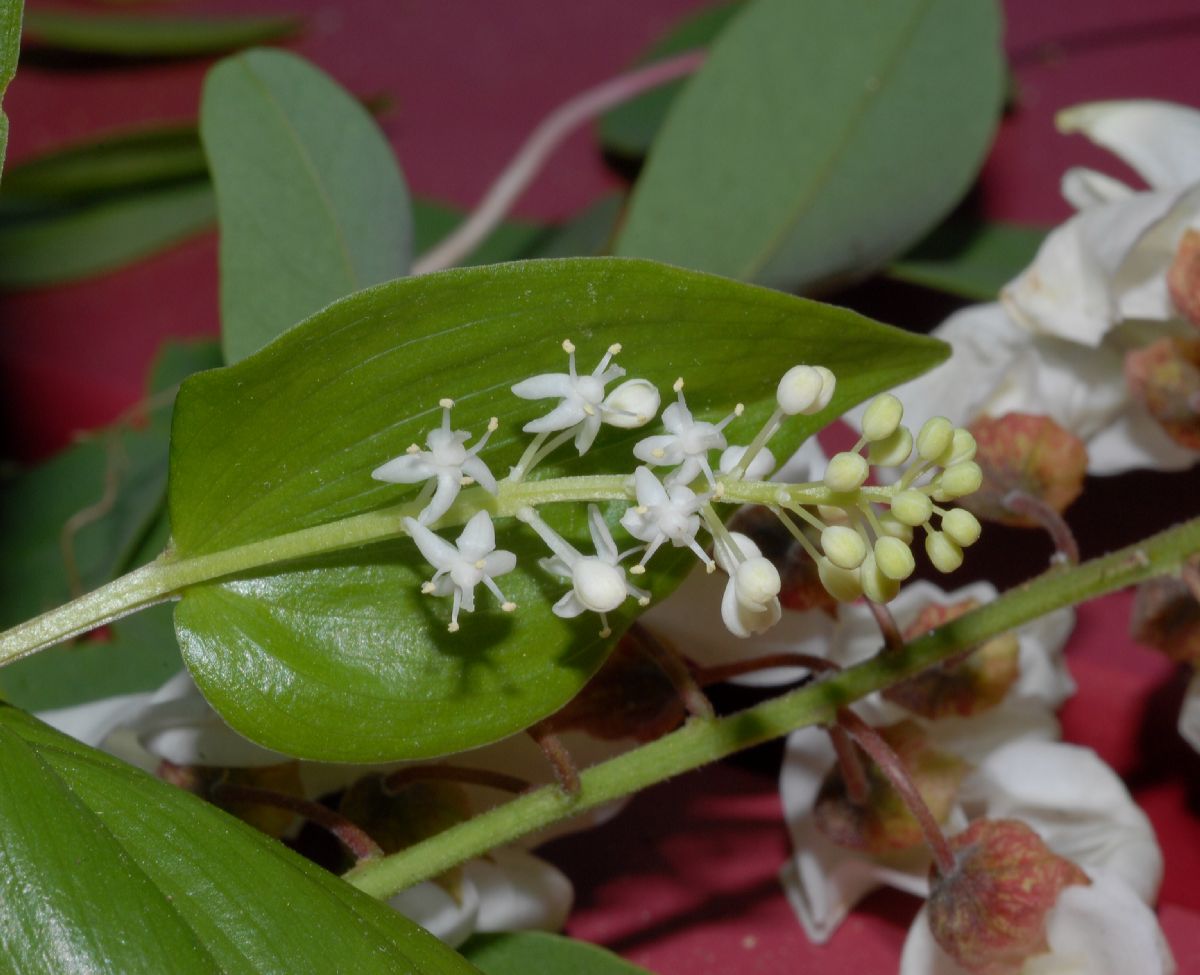 Asparagaceae Maianthemum canadense