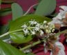 image of Maianthemum canadense