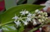 image of Maianthemum canadense