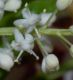 image of Maianthemum canadense