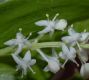 image of Maianthemum canadense