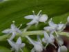 image of Maianthemum canadense