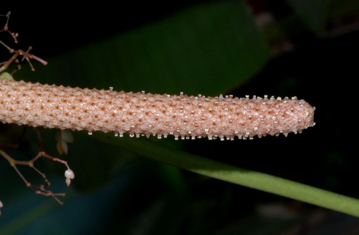 Araceae Anthurium faustomirandae