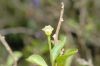 image of Lycianthes rantonnetii