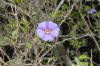 image of Lycianthes rantonnetii