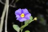 image of Lycianthes rantonnetii