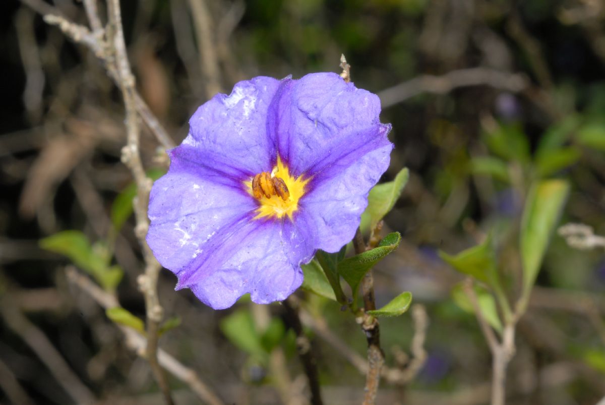 Solanaceae Lycianthes rantonnetii