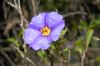 image of Lycianthes rantonnetii