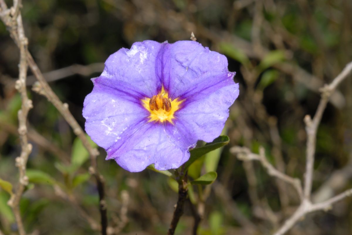 Solanaceae Lycianthes rantonnetii