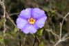 image of Lycianthes rantonnetii