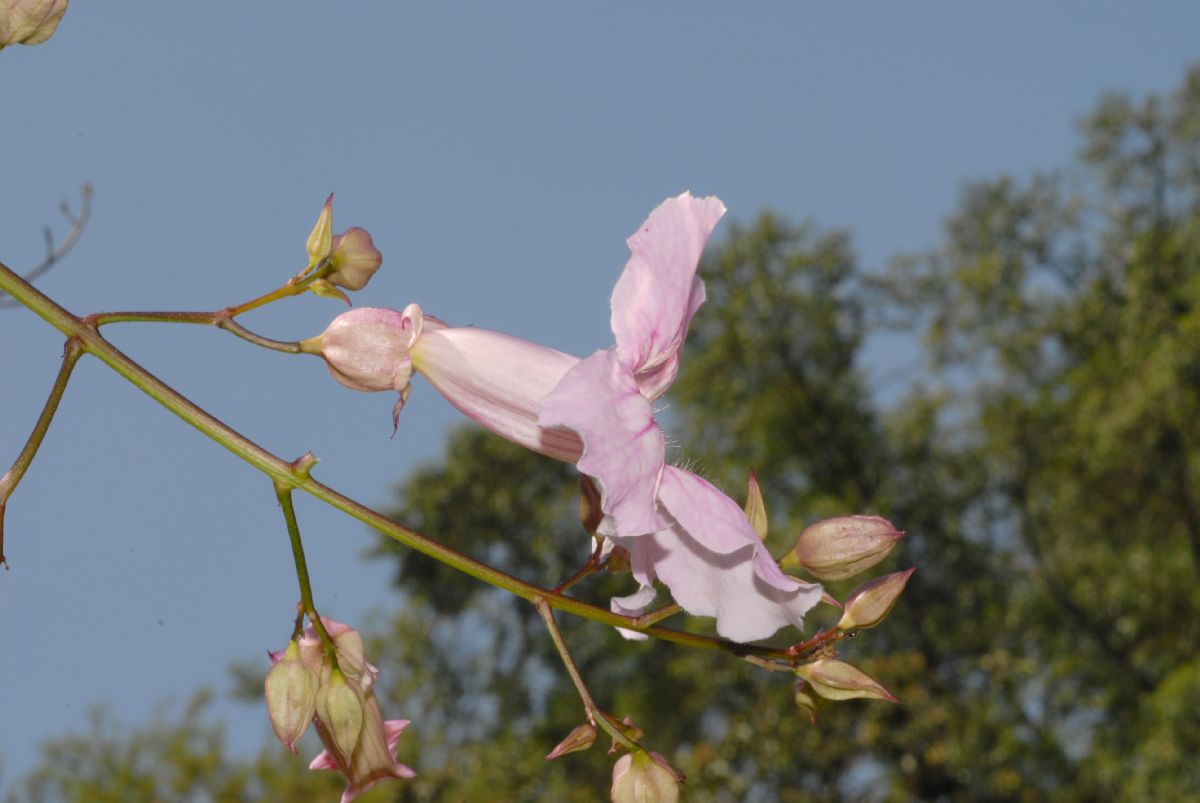 Bignoniaceae Podranea ricasoliana