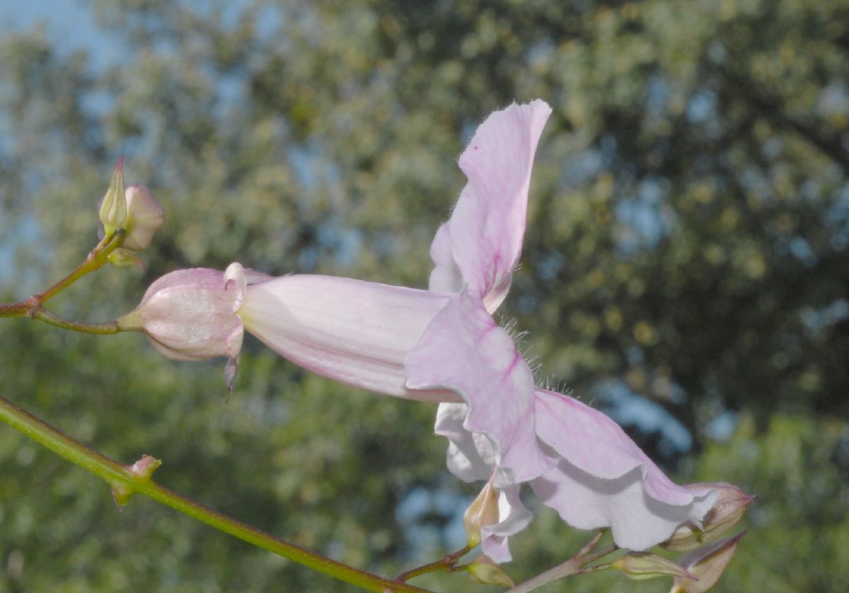 Bignoniaceae Podranea ricasoliana