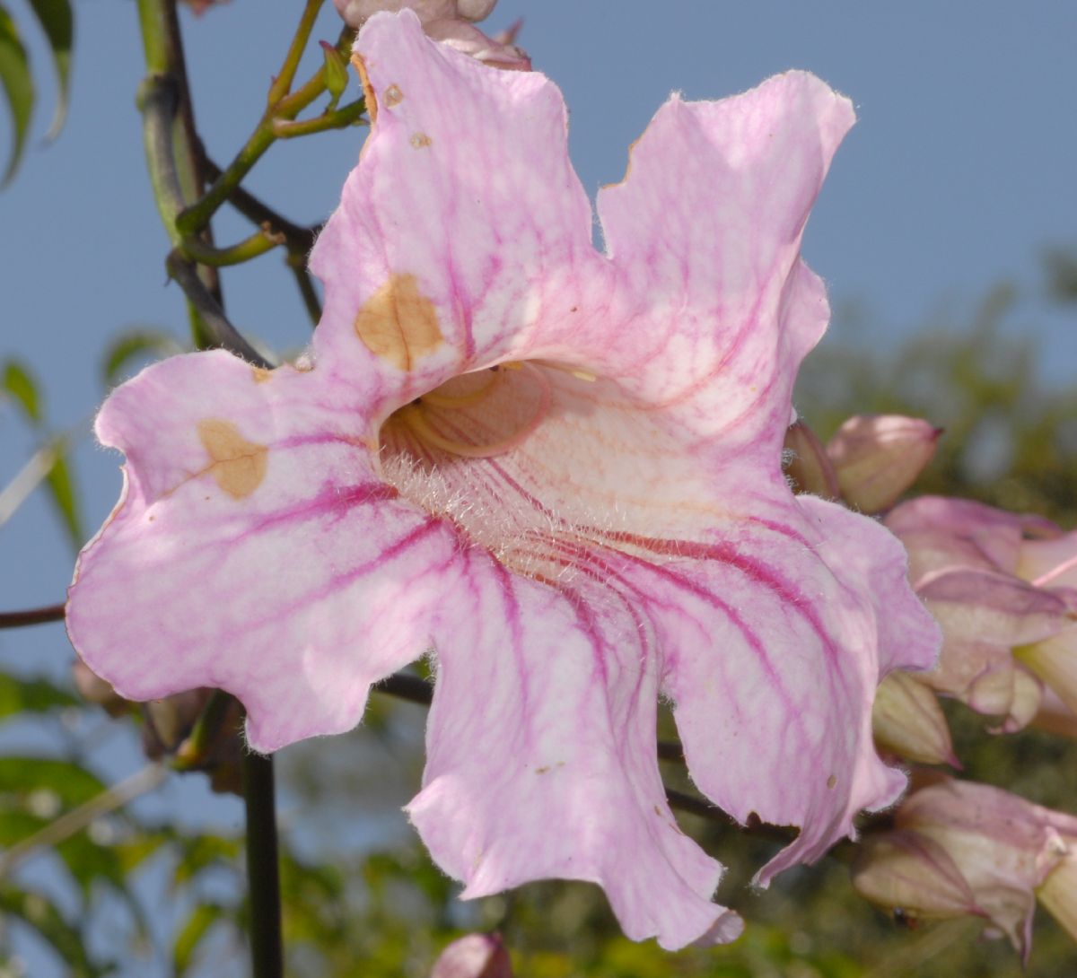 Bignoniaceae Podranea ricasoliana